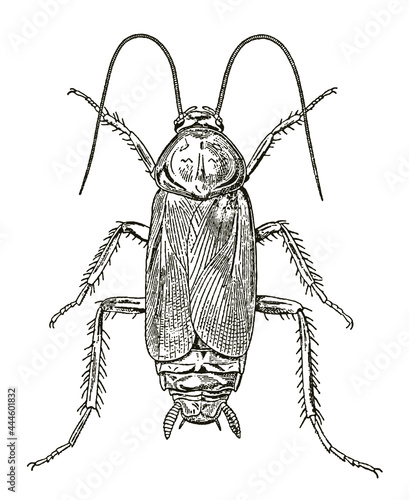 Male oriental cockroach blatta orientalis in dorsal view, after antique engraving