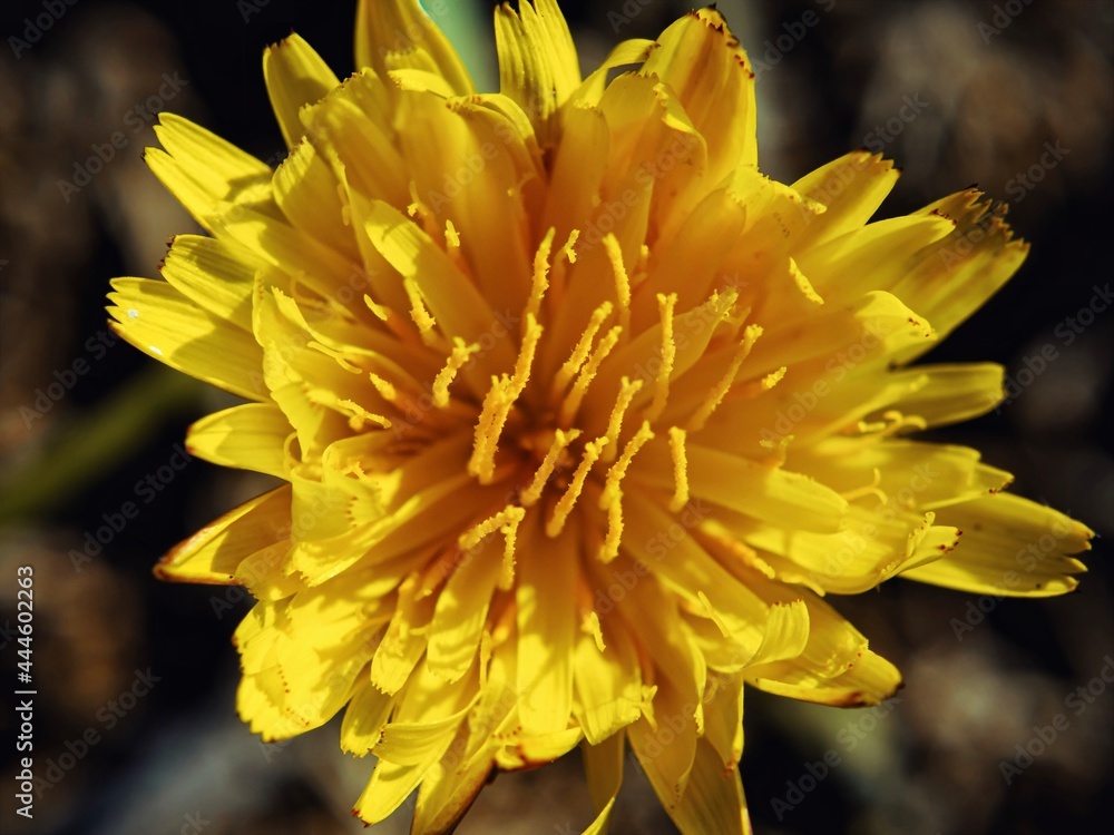 yellow dahlia flower yellow dahlia flower