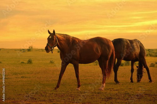 Two horses graze in a paddock at sunset in summer © olgasalt