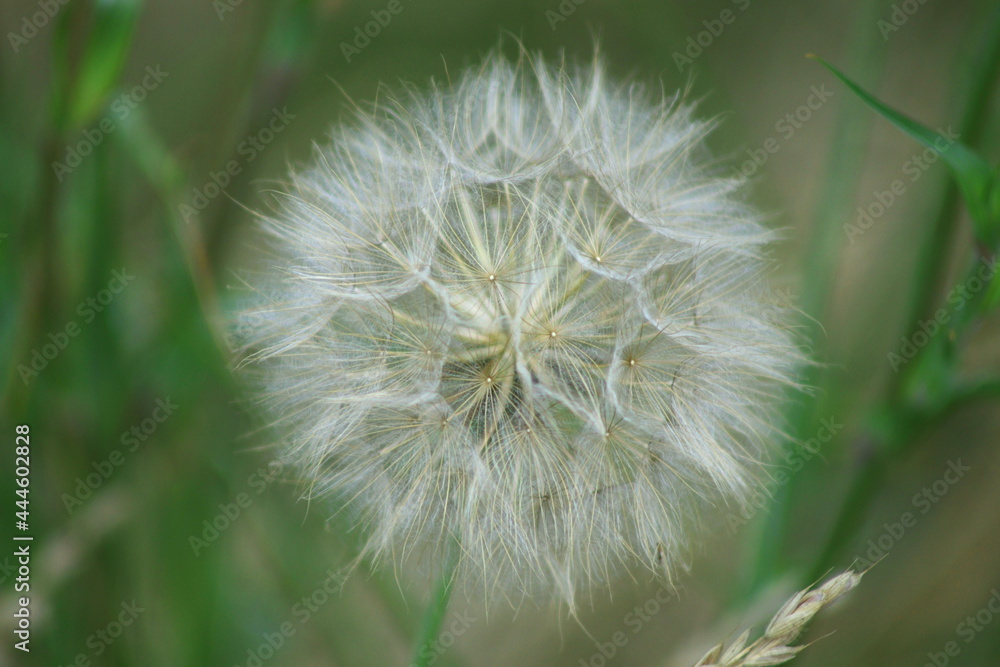 Taraxacum officinale as a dandelion or common dandelion commonly known as dandelion. In Polish it is known as Taraxacum officinale as a dandelion or common dandelion commonly known as dandelion. In Polish it is known as