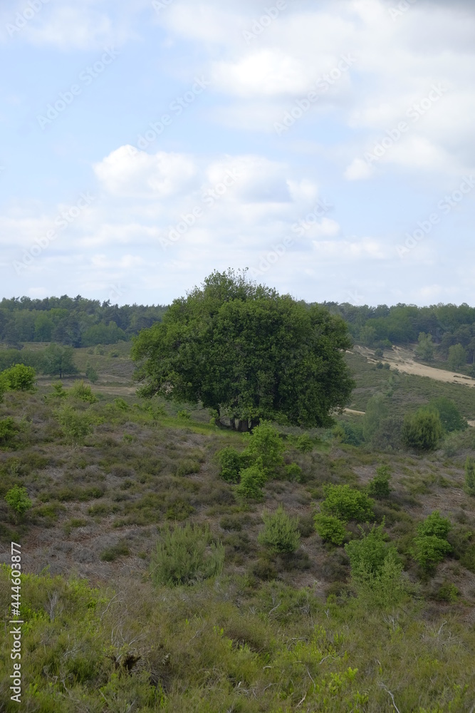 part of a forest in hoge veluwe, Arnhem, Nederland