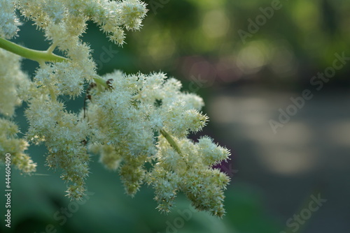 Blumen, Sommer und Garten in einer natürlichen Darstellung anhand von Details in einer Nahaufnahme photo