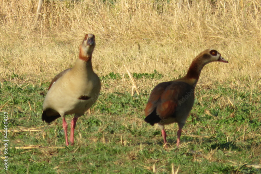 Egyptian geese walking on a green clover field on a sunny winter's day Egyptian geese walking on a green clover field on a sunny winter's day