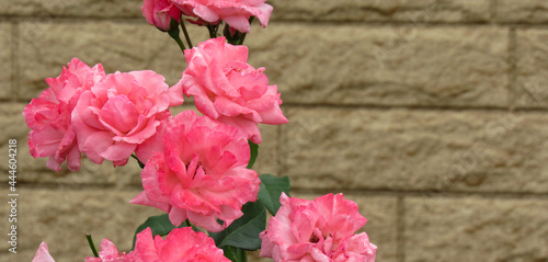 Pink rose in the garden close-up © Сергей Аксёнов