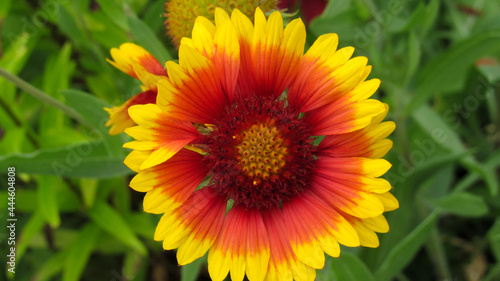 Gaillardia flower in close - up blooming surrounded by grass