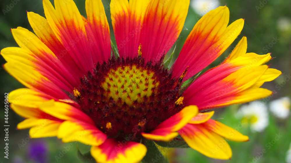 Gaillardia flower close-up. Bright color of petals and core