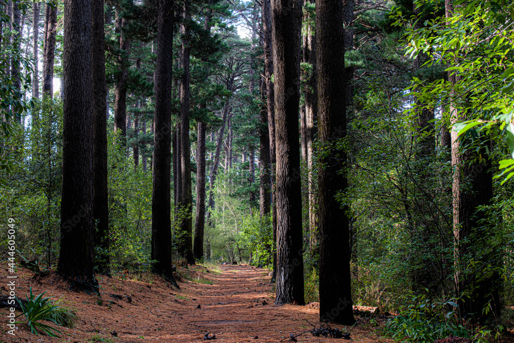 Naklejka premium Beautiful Tree In The Middle Of A Forest
