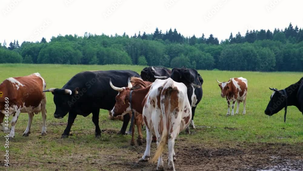 Dairy Cows in the meadow chew grass, Grazing in a Pasture. Milk cow eating grass on a field. Herd of cows in beautiful landscape. Animal husbandry, livestock. Agriculture a business concept. Farming. Dairy Cows in the meadow chew grass, Grazing in a Pasture. Milk cow eating grass on a field. Herd of cows in beautiful landscape. Animal husbandry, livestock. Agriculture a business concept. Farming.