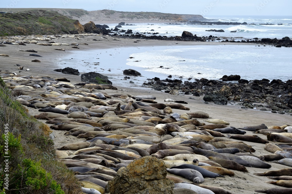 Elephant Seals along California Highway One Elephant Seals along California Highway One