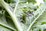 Grey cabbage aphids on kale leaf. Macro. Clusters of small sap-sucking mealy cabbage aphids or Brevicoryne brassicae on the underside of host plant. Selective focus