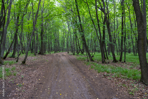 Forest Road. Samarskaya Luka.