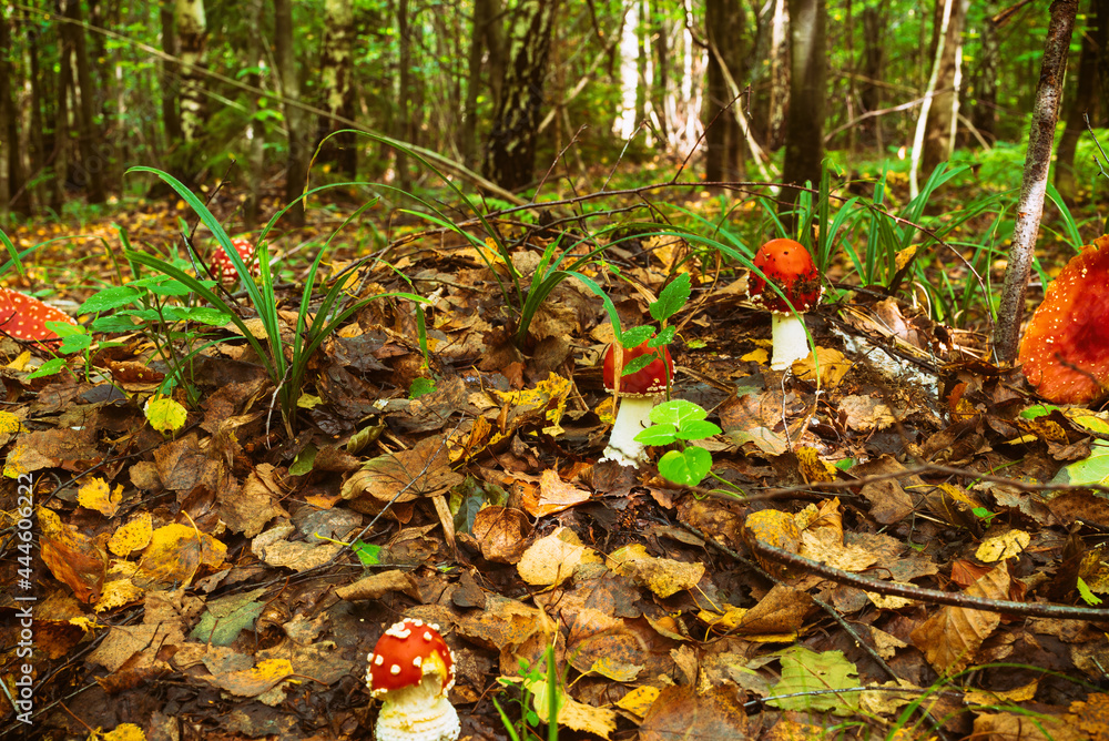 Many young fly agarics growing in autumn