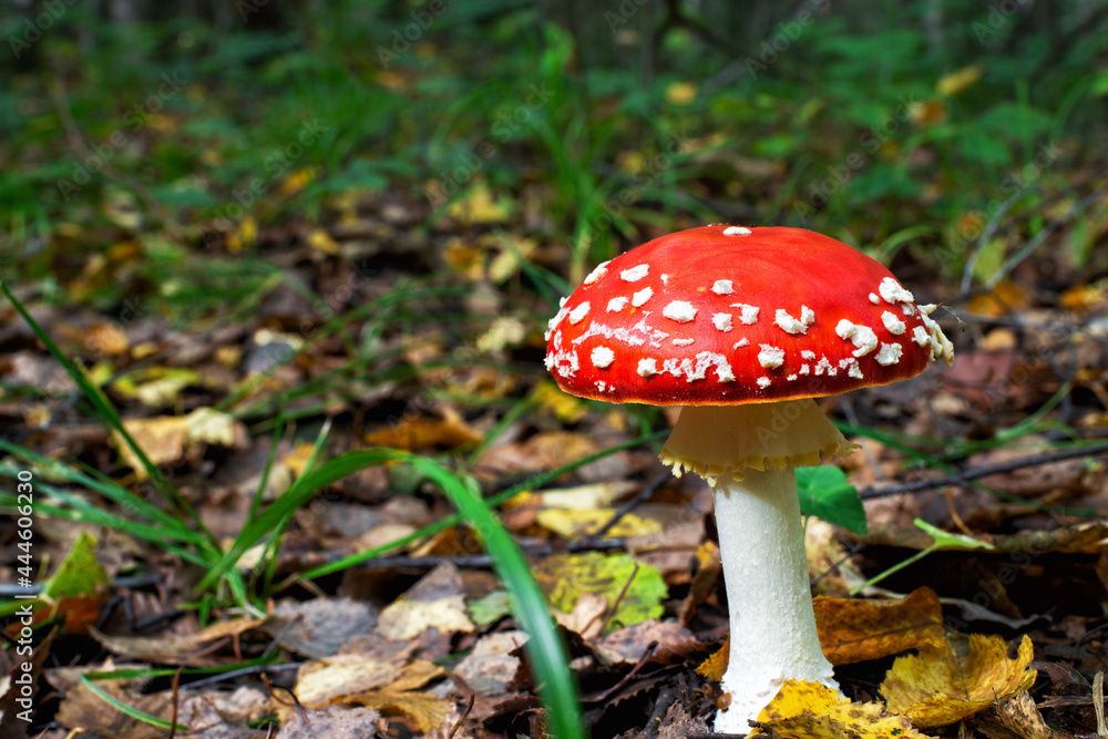 Forest landscape close up with mushroom in the foreground Forest landscape close up with mushroom in the foreground
