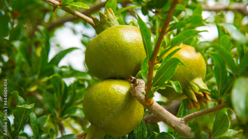 Granado árbol frutal con granadas en fase de desarrollo Granado árbol frutal con granadas en fase de desarrollo