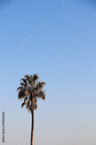 holiday palm tree leaves photo