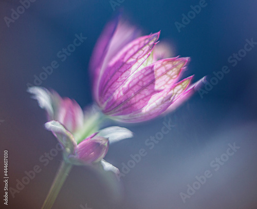 close up of a pink flower