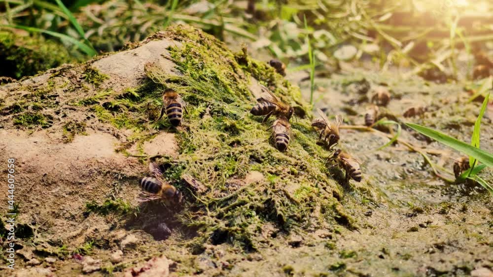 Bees drink water on wet mossy surface and flying around rocks and plants at river. Bees drink water on wet mossy surface and flying around rocks and plants at river.