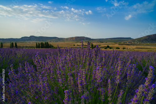 campos de lavanda en moratalla Murcia