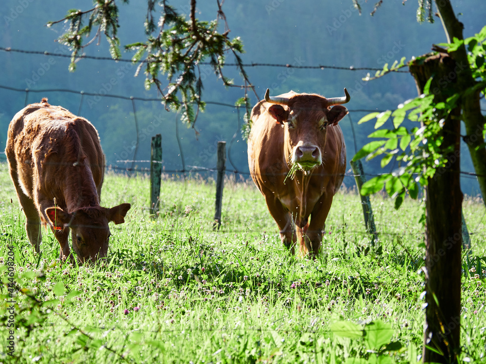 Vacas Stock Photo Adobe Stock