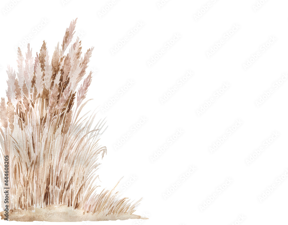 Pampas grass background painted with watercolor. Boho neutral colors