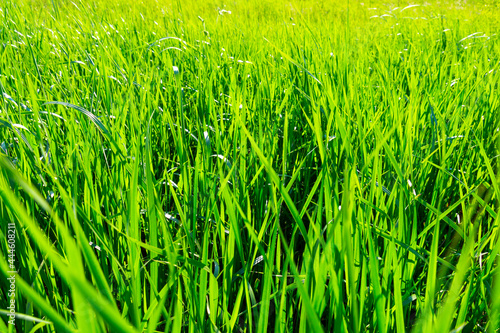 Fresh green grass background in sunny summer day