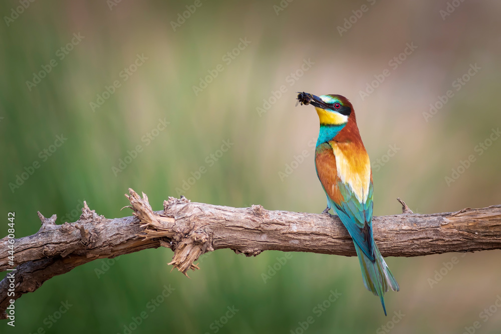 Fototapeta premium Colorful bird and its hunt. Yellow green nature background. Bird: European Bee eater. Merops apiaster. 