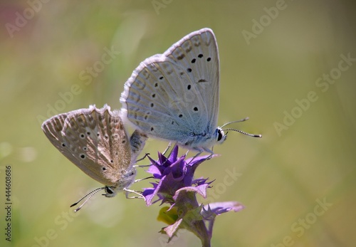 Two butterflies during mating and reproduction.