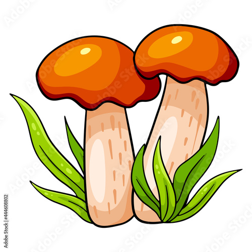 Edible mushrooms. Two orange-cap boletus in the grass.