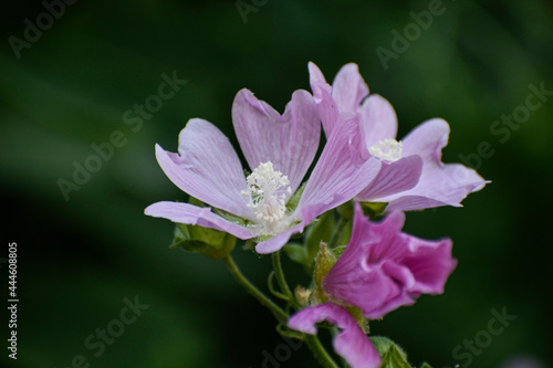 Beautiful flowers of pink color. Mallow. Small yellow stamens in the middle of the flower. 