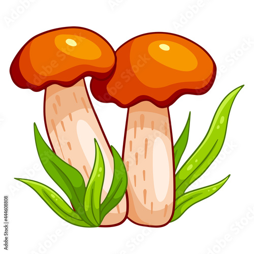 Edible mushrooms. Two orange-cap boletus in the grass.