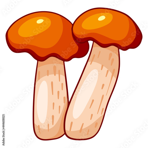 Edible mushrooms. Two boletus with an orange cap.