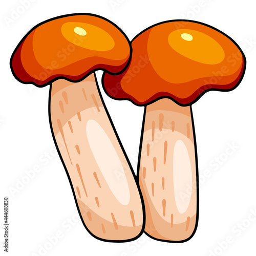 Edible mushrooms. Two boletus with an orange cap.