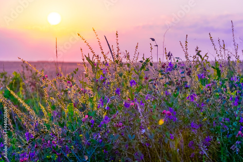 Wildflowers growing at the edge of a wheat field against the backdrop of a beautiful sky during sunset