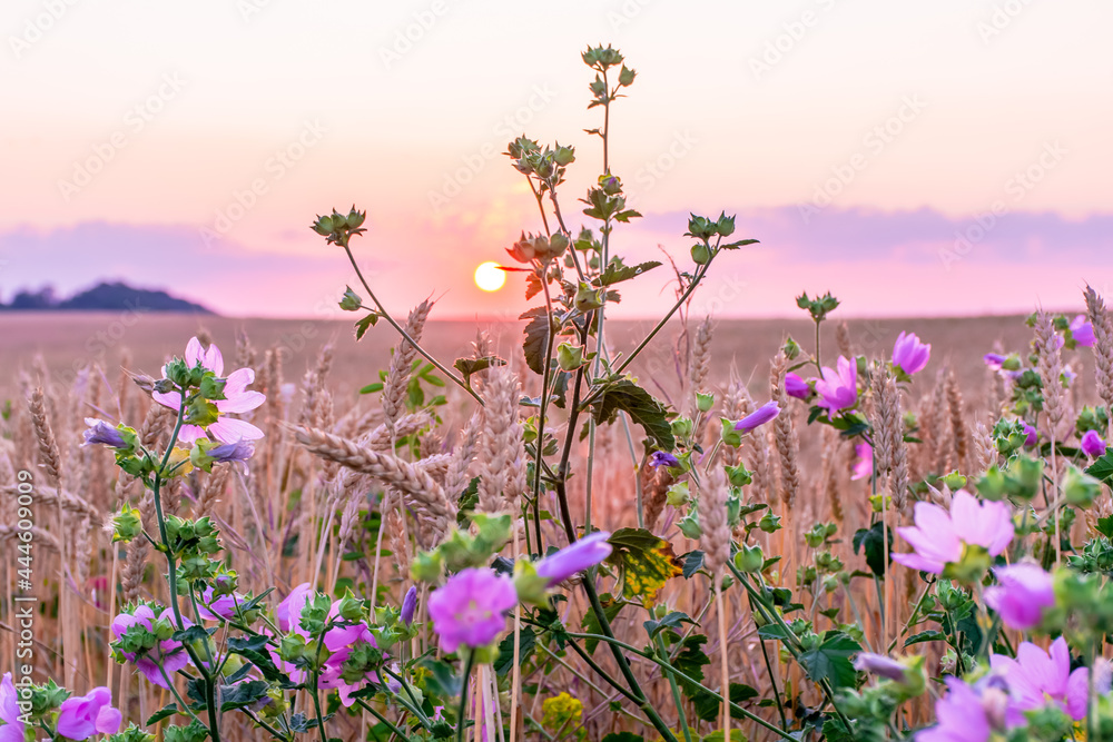 Obraz premium Wildflowers growing at the edge of a wheat field against the backdrop of a beautiful sky during sunset