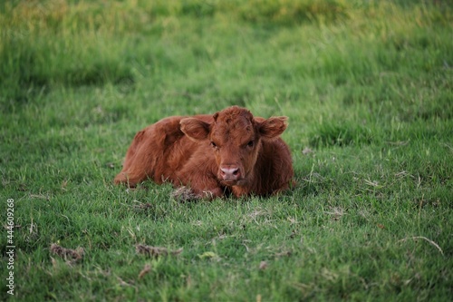 Baby Cow Laying Down