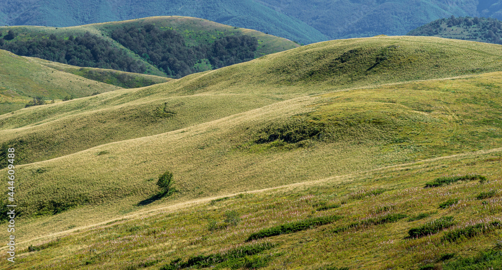 Grassy meadow Grassy meadow