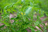 Blooming tomato bush. Small yellow flowers and hairy leaves. Growing and caring for vegetables