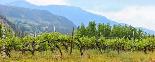Panoramic view of vinery in Washington state near Leavenworth city.