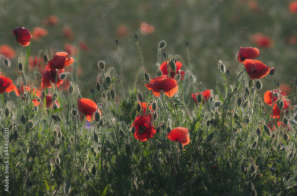 Obraz premium Czerwień w zieleni