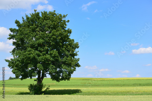 A green deciduous tree stands behind grain fields in the countryside against a blue sky with clouds, in Bavaria