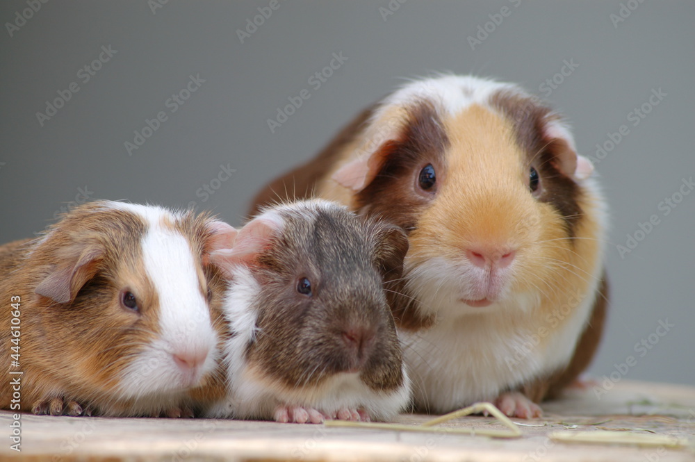 Meerschweinchen Meerschweinchen