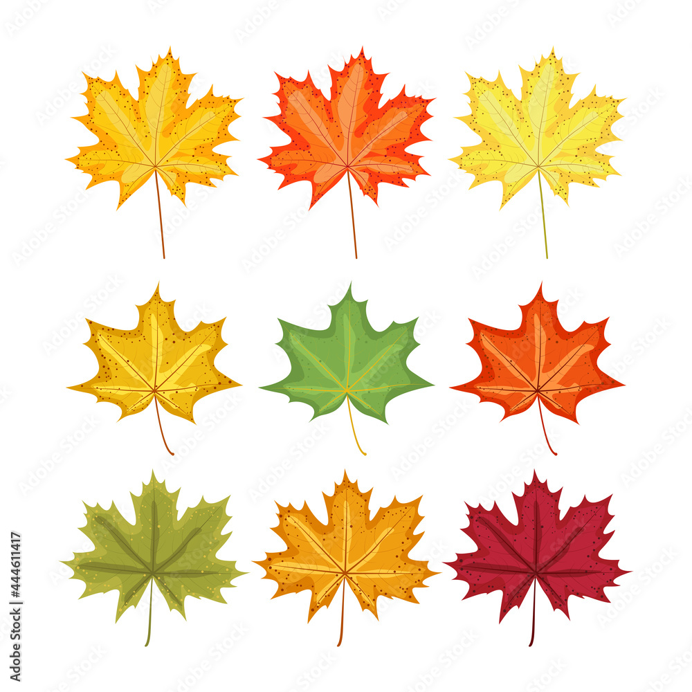 Set of autumn leaves. Maple leaves of different shapes and colors. Vector flat elements for design Set of autumn leaves. Maple leaves of different shapes and colors. Vector flat elements for design