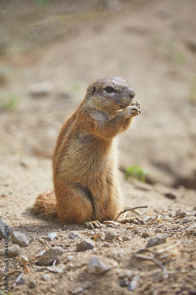 Cute Cape Ground Squirrel in the zoo. Cute Cape Ground Squirrel in the zoo.