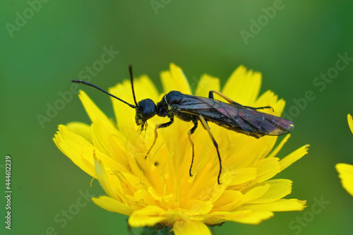 Closeup shot of the grass parasite waspfly on a yellow flower photo