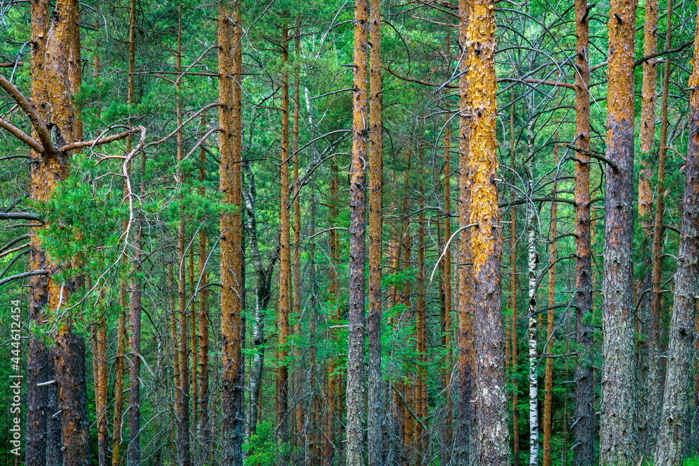 Forest Forest