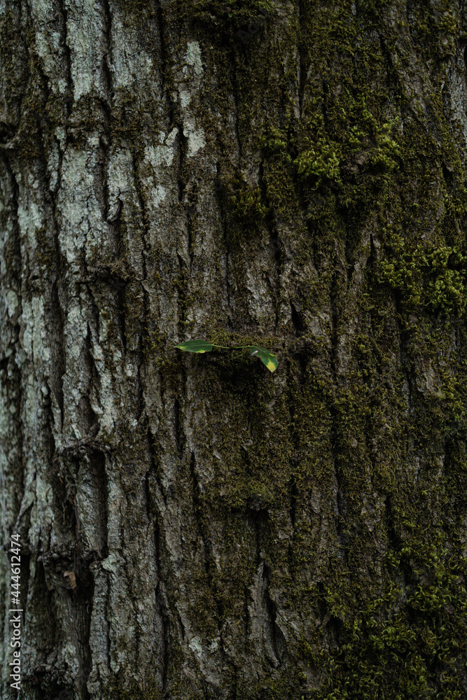 Fototapeta premium bark of a tree