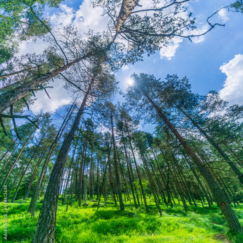 Fototapeta premium Forest