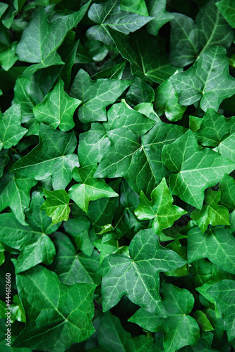 Many leafs of ivy cover a wall