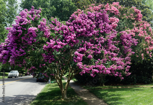 Raspberry colored crepe myrtle tree in Virginia residential neighborhood