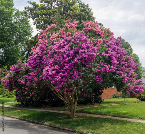 Raspberry colored crepe myrtle tree in Virginia residential neighborhood photo